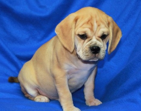Puggle Puppies on Puggle Puppies For Sale  For Sale In Falkirk  Potty Trained Puggle